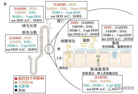 食品中呕吐毒素的污染现状、吸收代谢机制及肠道毒性研究进展——以安徽工程大学郭红艳讲师团队研究为例